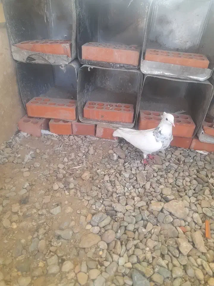 طوقی|پرنده|فشاپویه, |دیوار