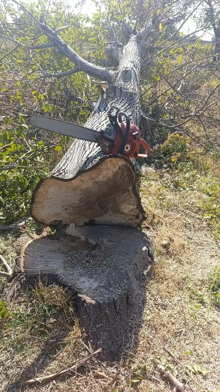 خرید چوب  درخت تخته|خدمات باغبانی و درختکاری|محمدیه-قزوین, |دیوار