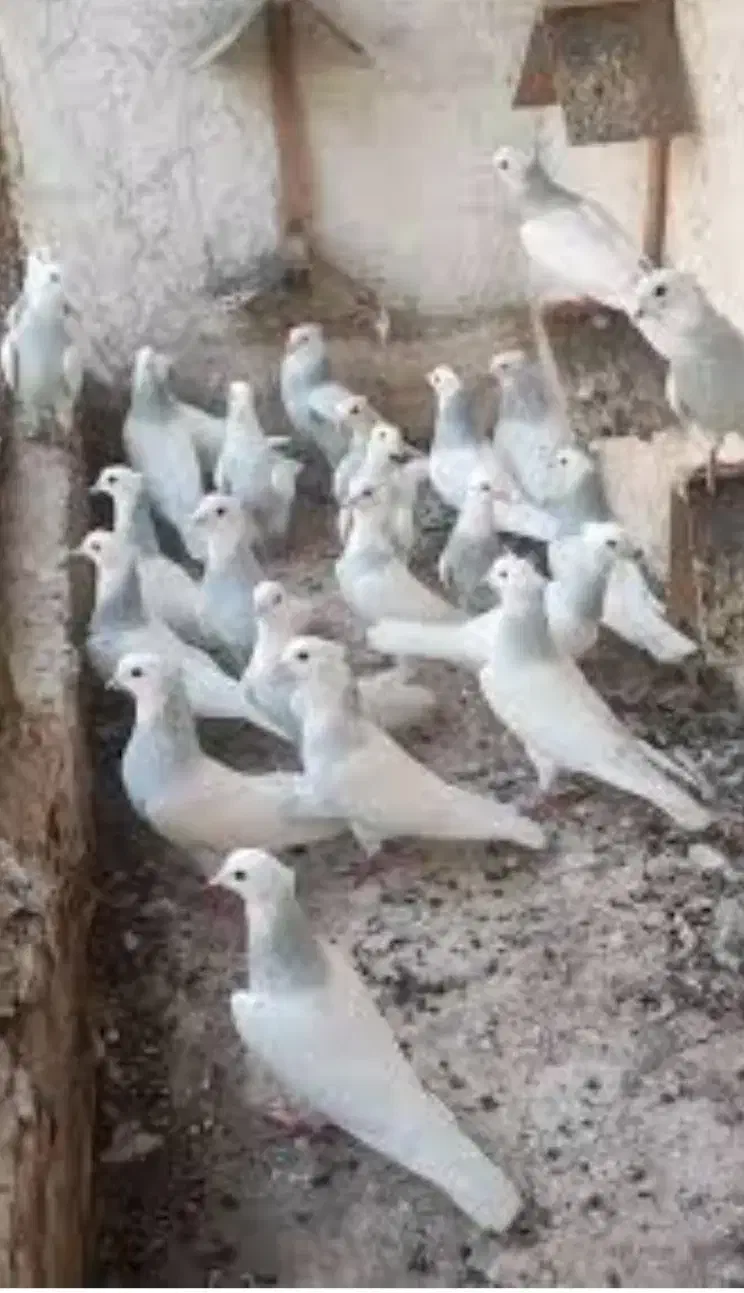 طوقی کاقتی گمشده|حیوانات|همدان, |دیوار