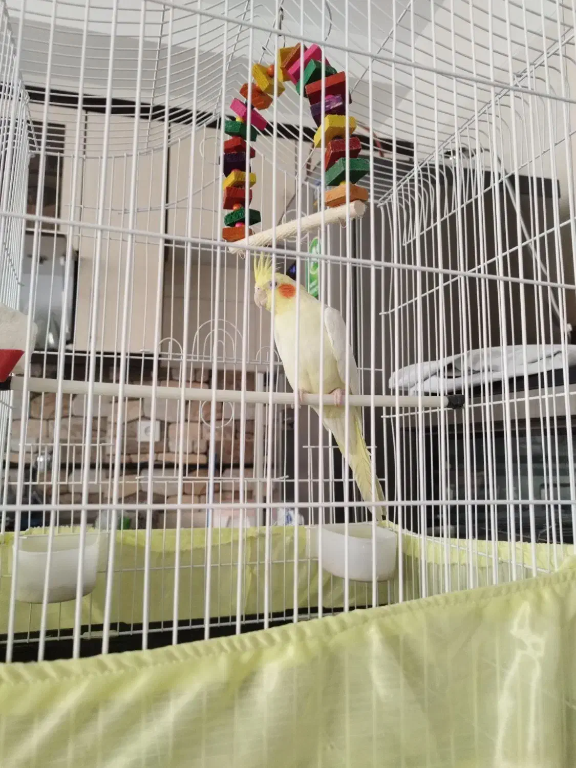 عروس هلندی|پرنده|بومهن, |دیوار