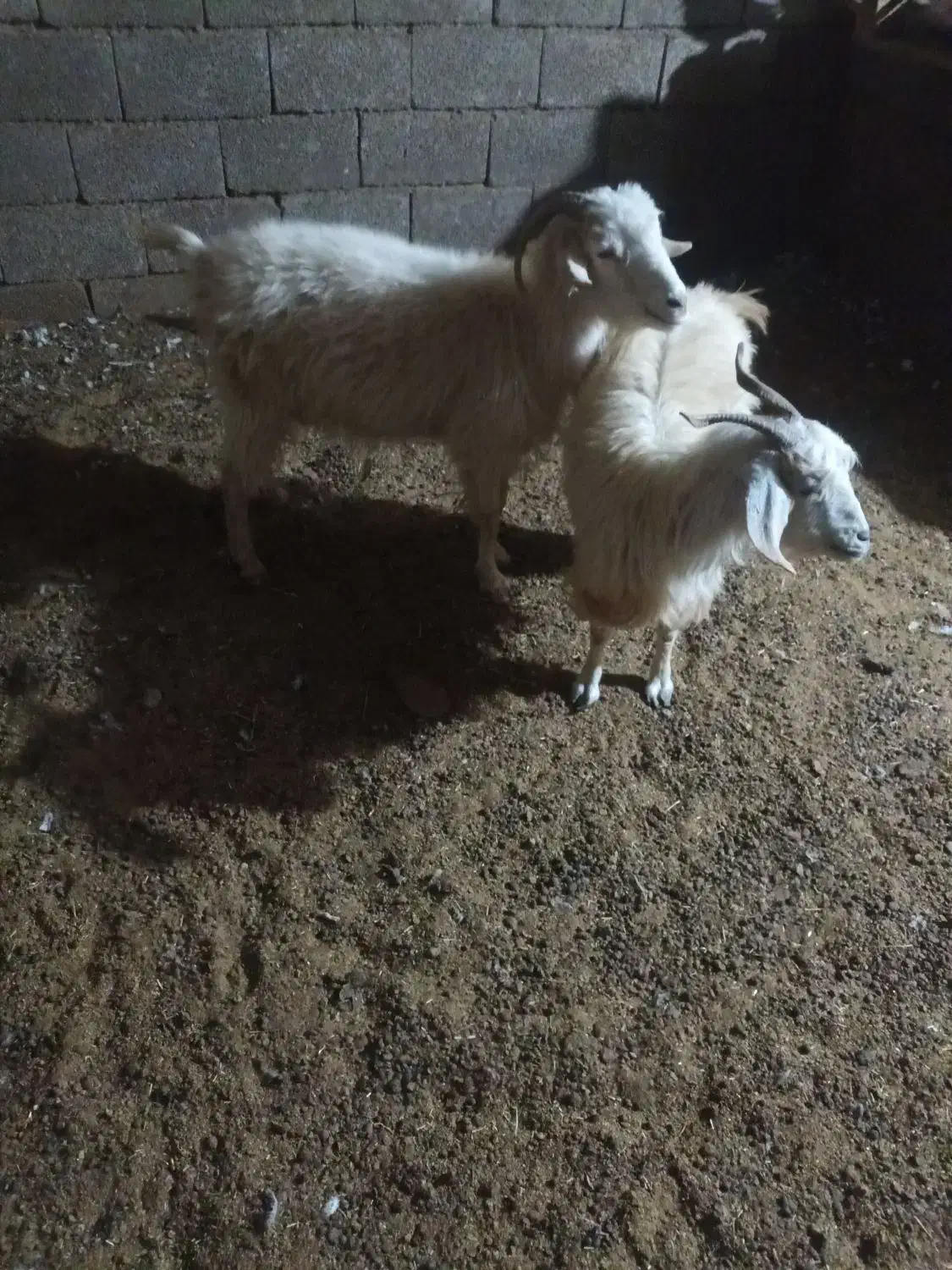 گیسه|حیوانات مزرعه|بافت, |دیوار