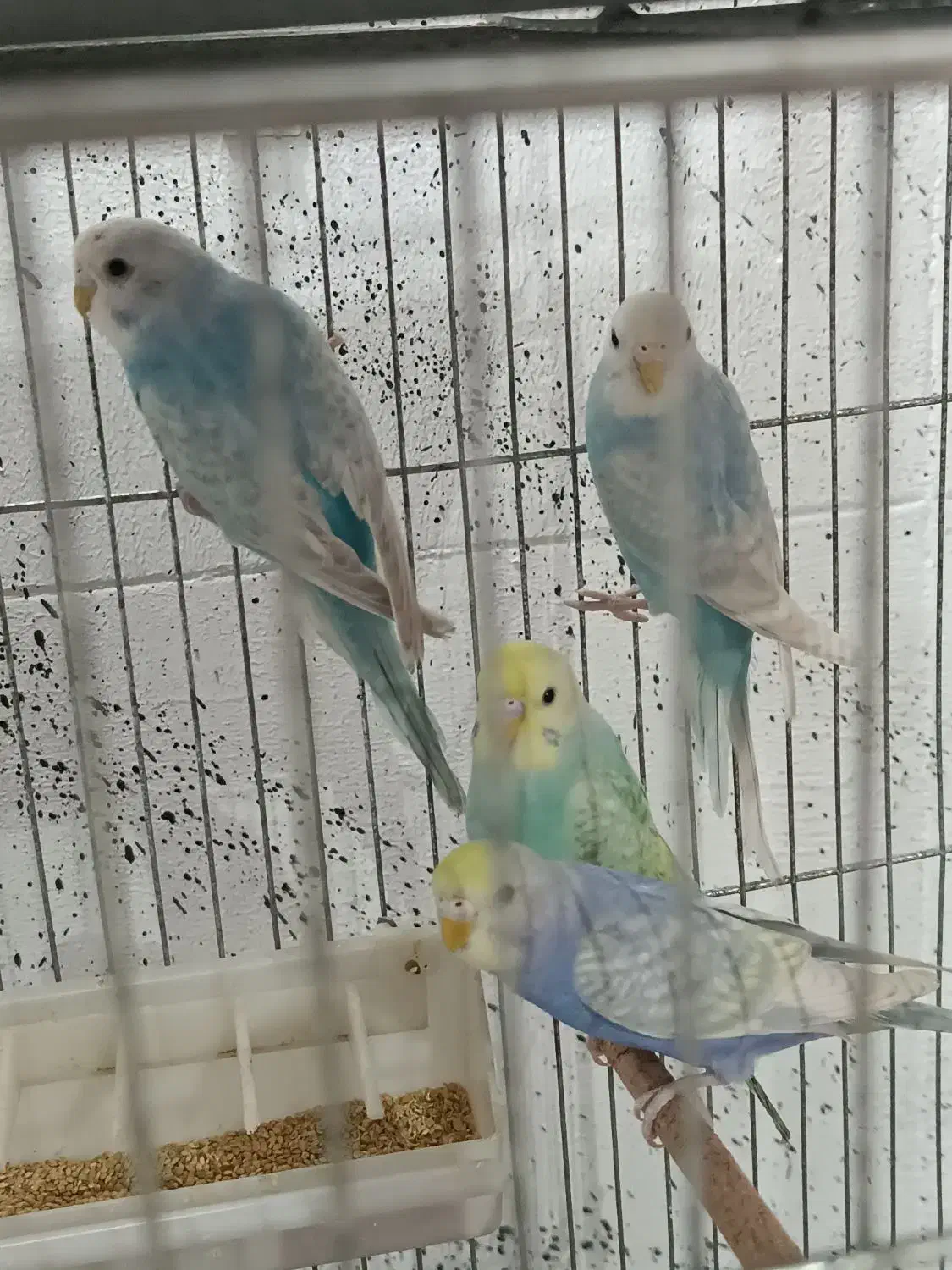 عروس هلندی مرغ عشق|پرنده|اندیشه, اندیشه فاز ۱|دیوار