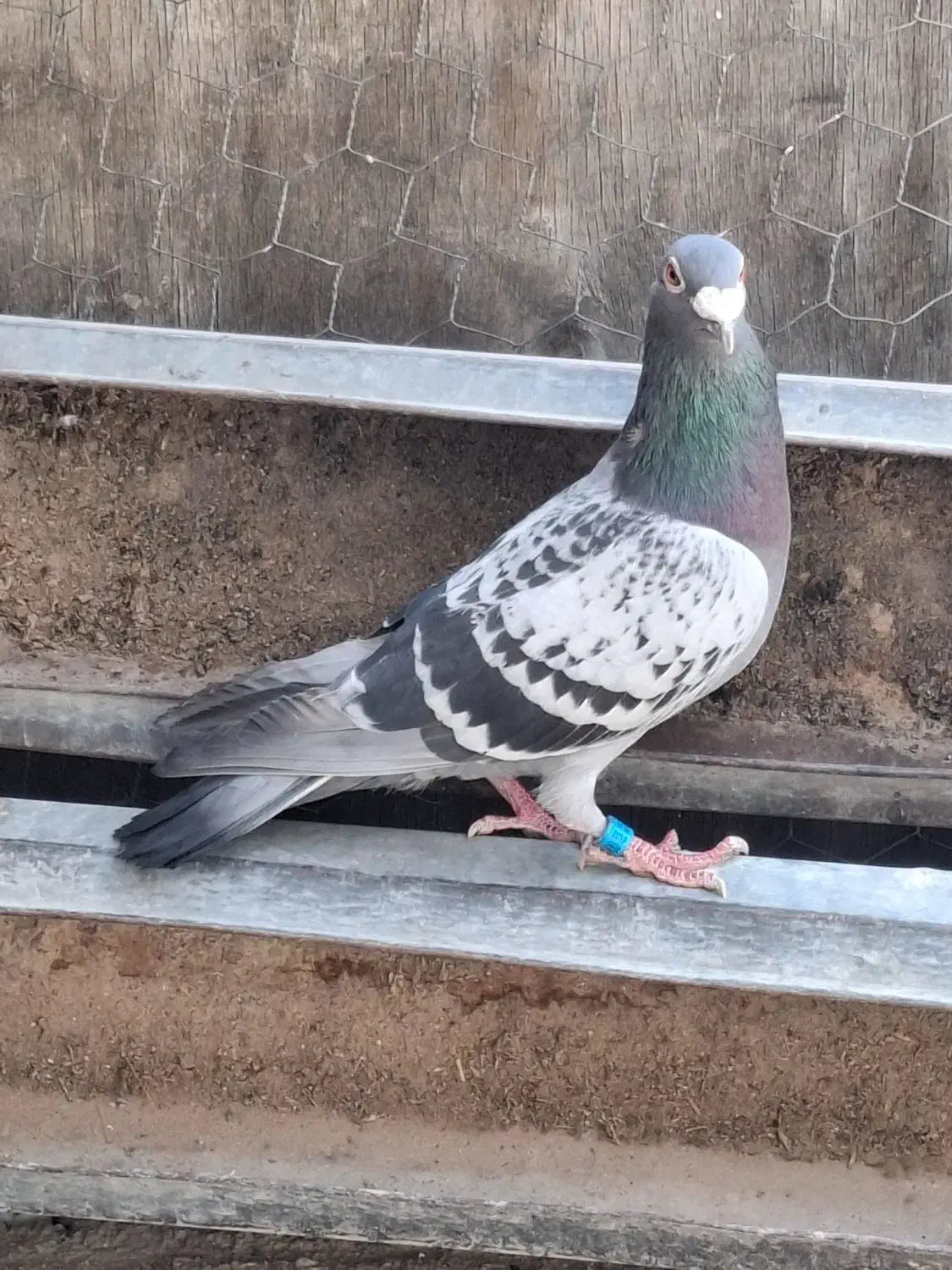 پلاکی و پرشی|پرنده|پیر بکران, |دیوار