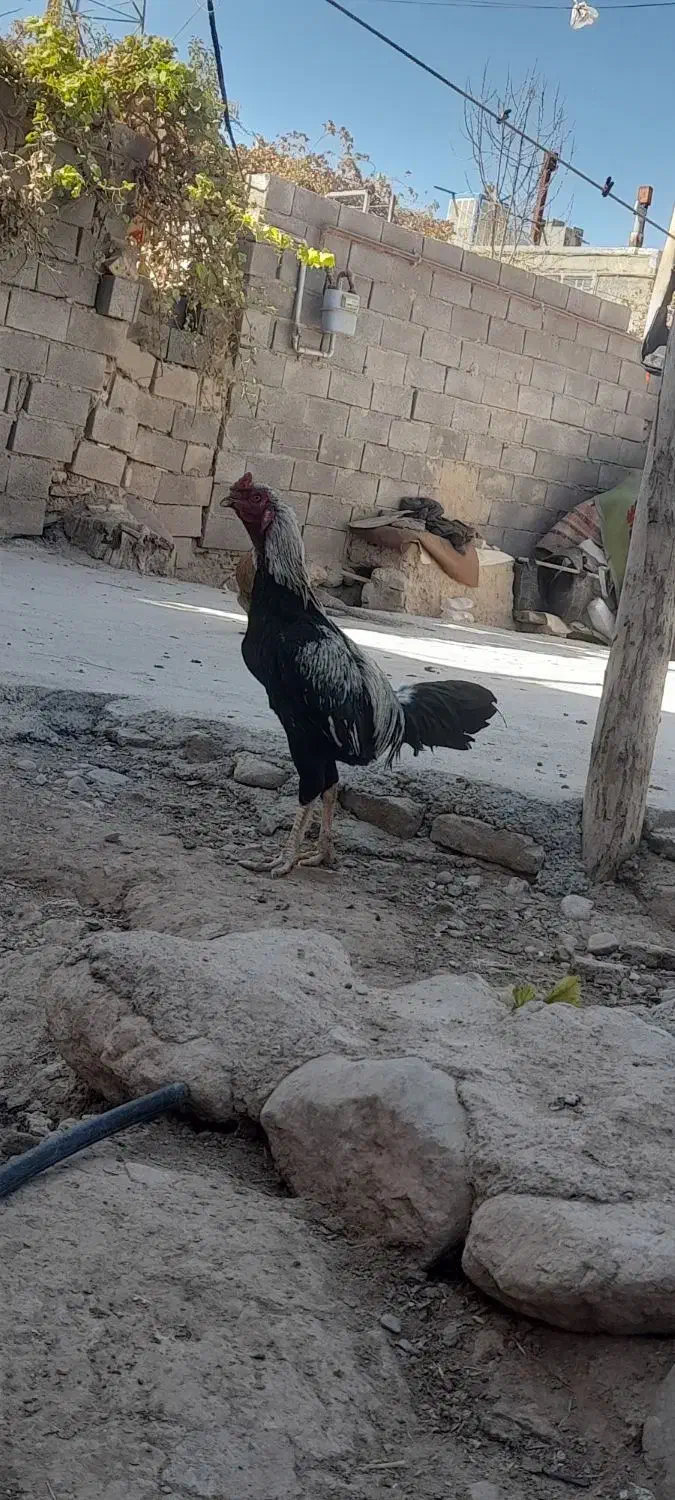 خروس لاری|حیوانات مزرعه|نصر آباد, |دیوار