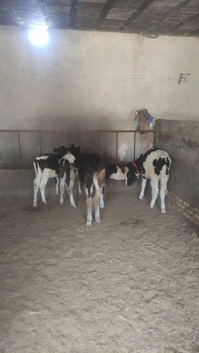 گوساله|حیوانات مزرعه|شهرکرد, |دیوار