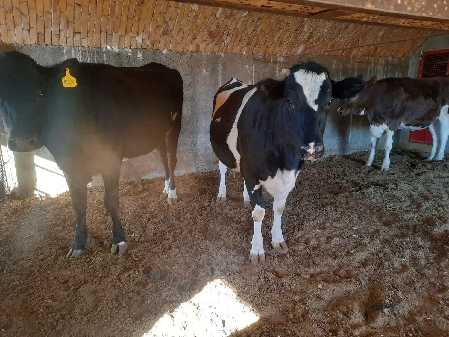 فروش تلیسه آبستن پرشیر واکسن خورده|حیوانات مزرعه|سده (خراسان جنوبی), |دیوار