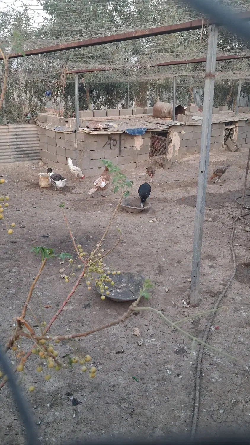 غاز و بوقلمون و اردک|حیوانات مزرعه|تهران, مخصوص|دیوار