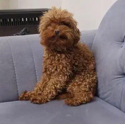 توی پودل سایز بسیار ریز|سگ|مشهد, چهارچشمه|دیوار