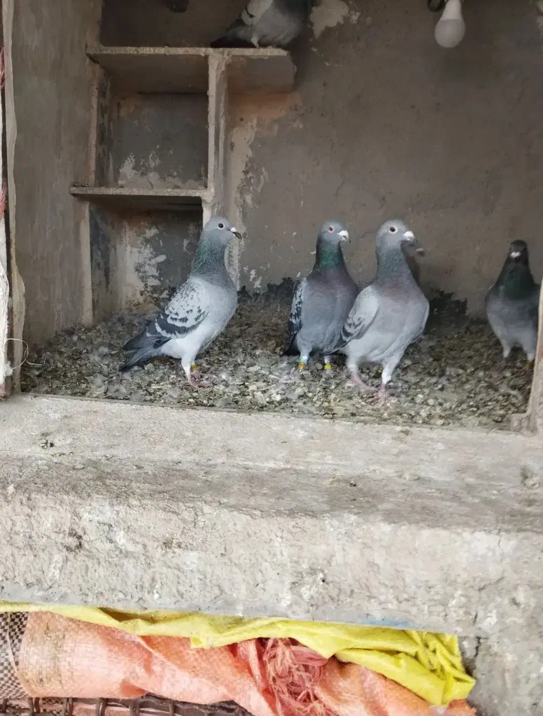 کبوتر|پرنده|سنقر, |دیوار