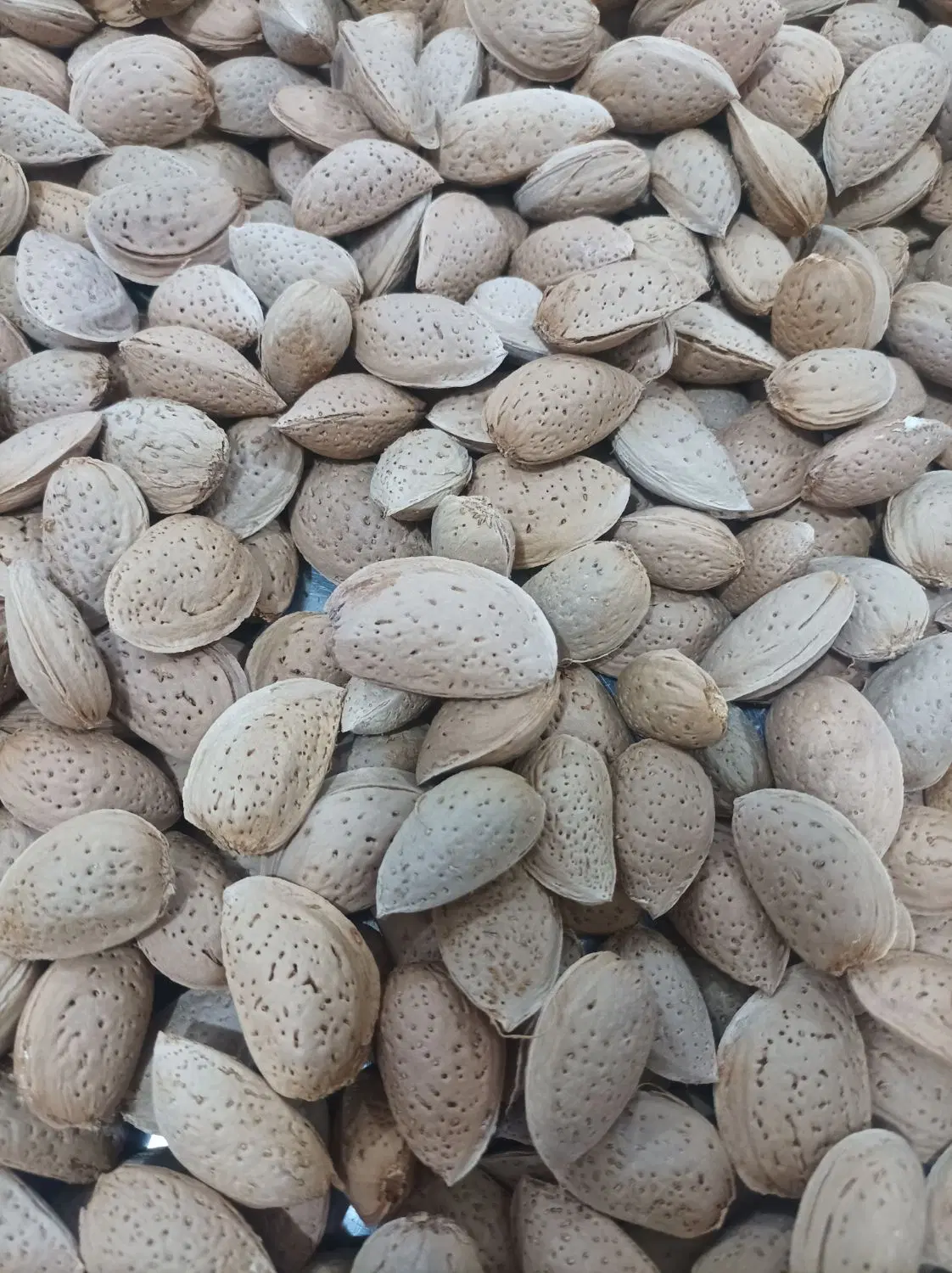 بادام سنگی|خوردنی و آشامیدنی|تبریز, |دیوار