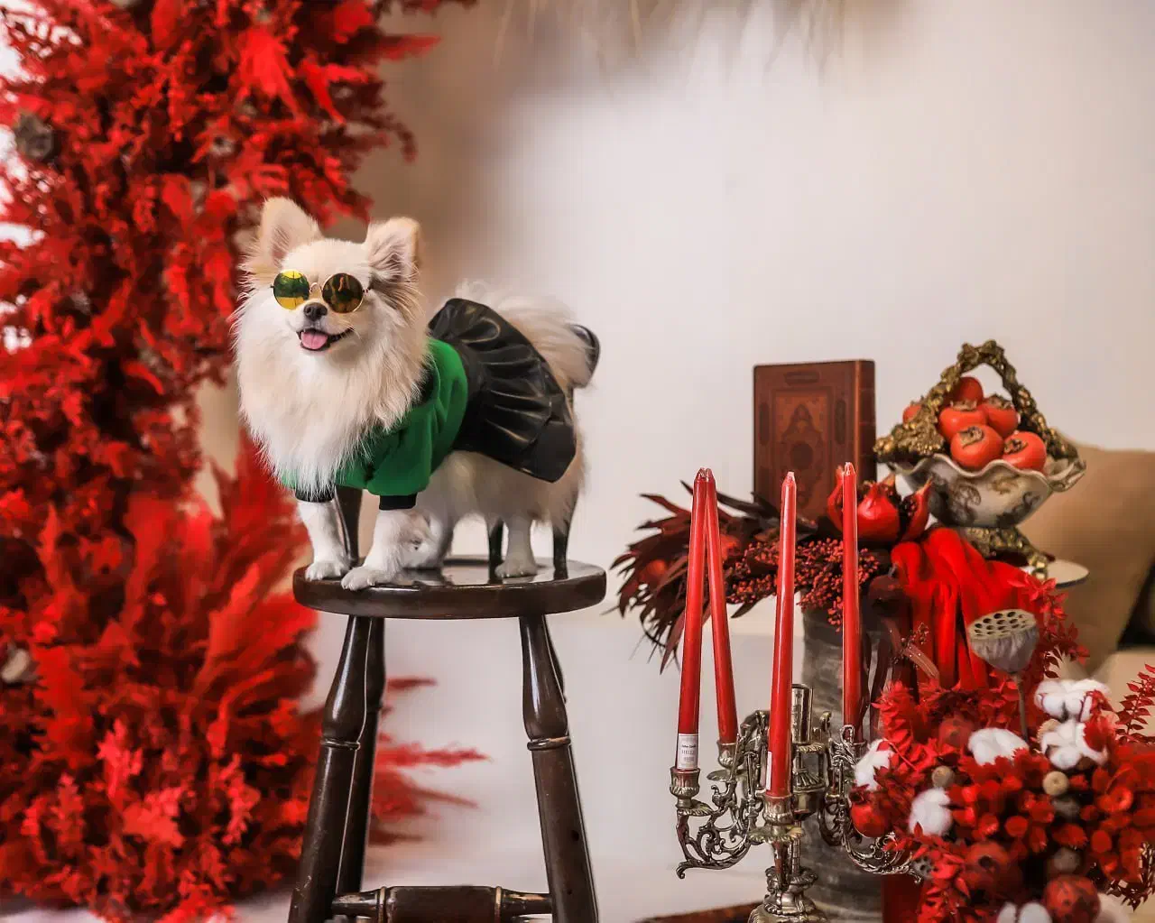 سگ پامرانین روباهی سایز ریز|سگ|چهاردانگه (تهران), |دیوار