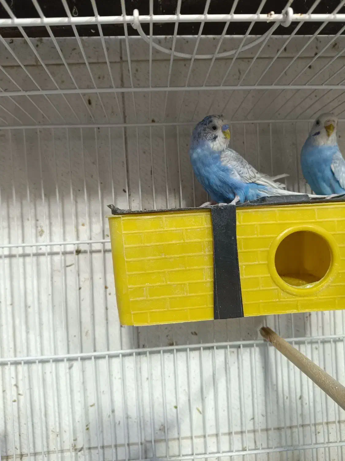 انواع مرغ عشق|پرنده|شیراز, گل سرخ|دیوار