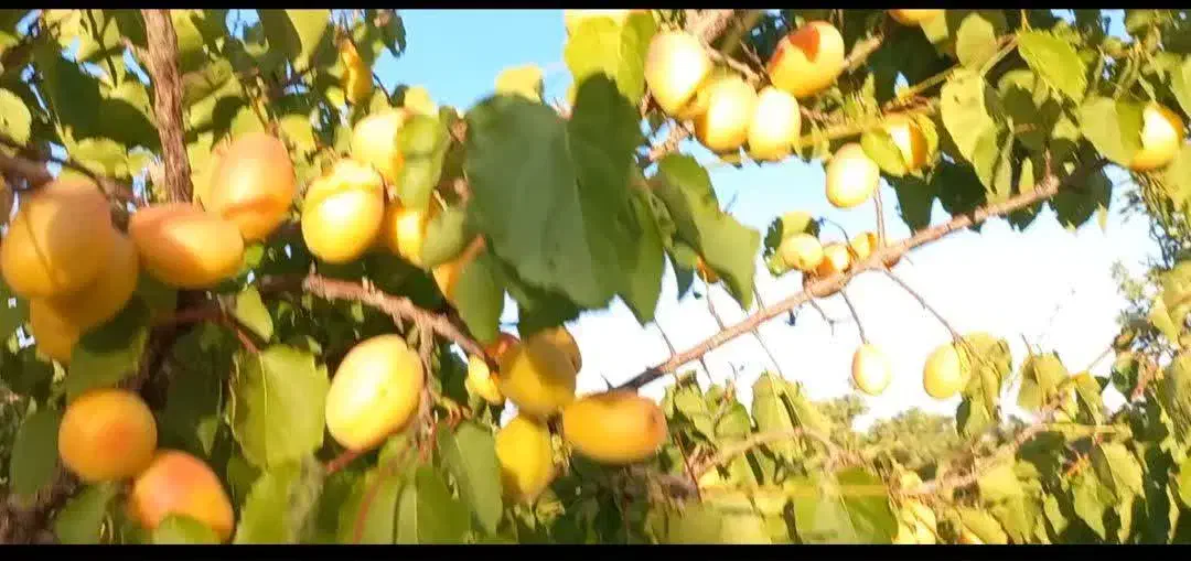 فروش طرح بادامستان|فروش دفتر صنعتی، کشاورزی، تجاری|سامان, |دیوار