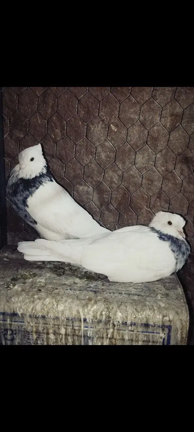 ماده طوقی هفترنگ فروشی|پرنده|فردوس (خراسان), |دیوار