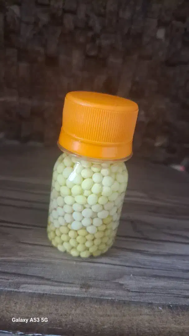 تخم حلزون|خزنده|شیراز, شهرک مهرگان|دیوار