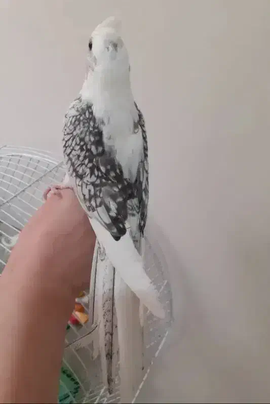 عروس هلندی|پرنده|تهران, جیحون|دیوار