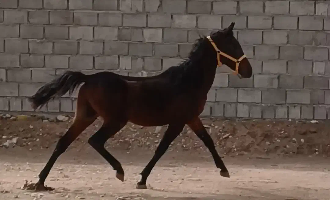 اسب|اسب و تجهیزات اسب‌سواری|اهرم, |دیوار