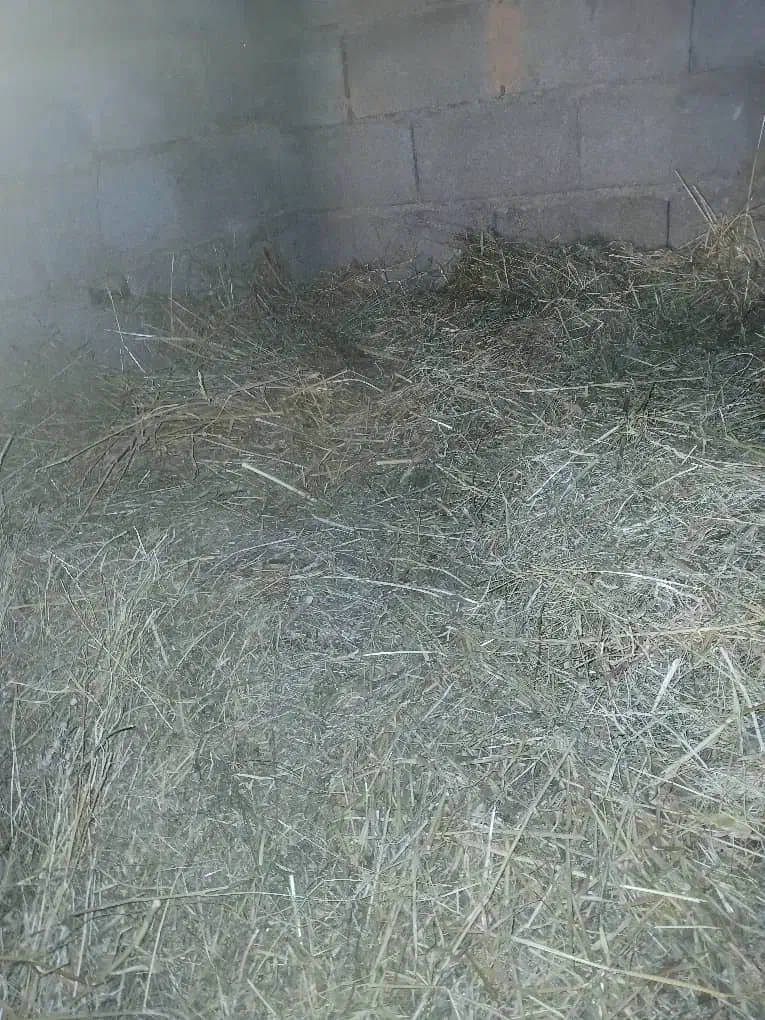 علف سبز بهار|عمدهفروشی|مسجد سلیمان, |دیوار