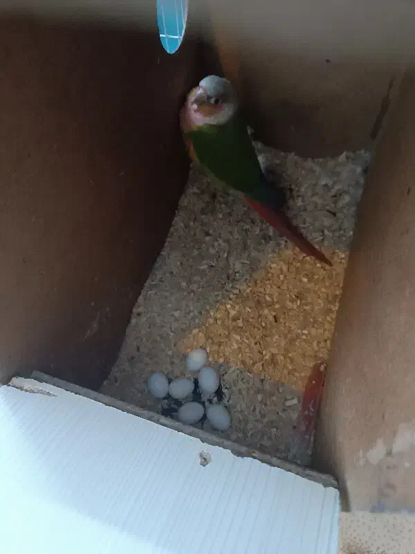 گرینچیک مولد|پرنده|گلبهار, شهر جدید گلبهار|دیوار