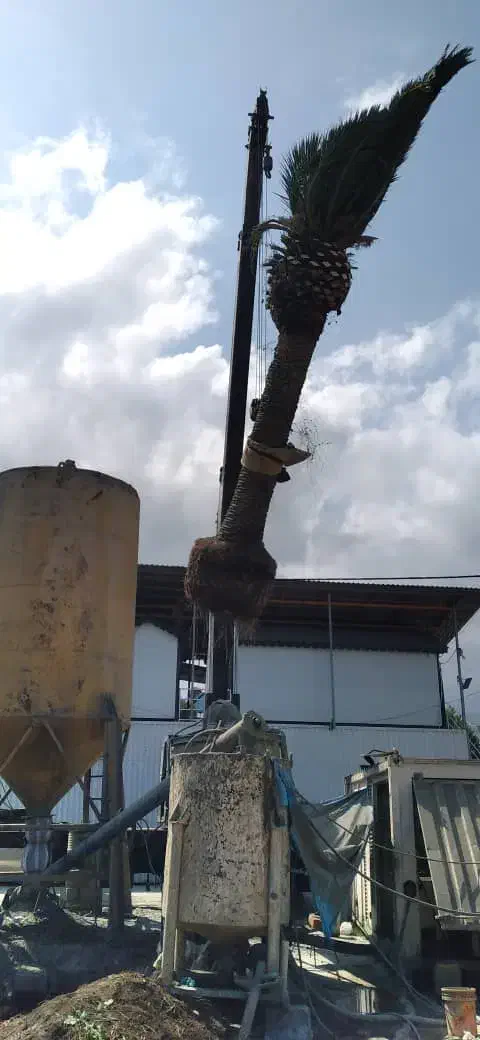 انواع نخل فونیکس پالم فینیکس یوکا|گل و گیاه طبیعی|سلمانشهر, |دیوار