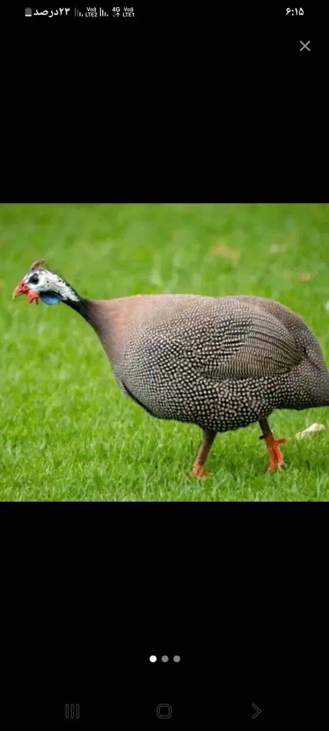 مرغ شاخدار|پرنده|سلیمان, |دیوار