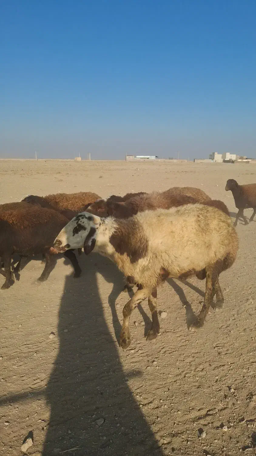 فروش قوچ پلنگی|حیوانات مزرعه|خنداب, |دیوار