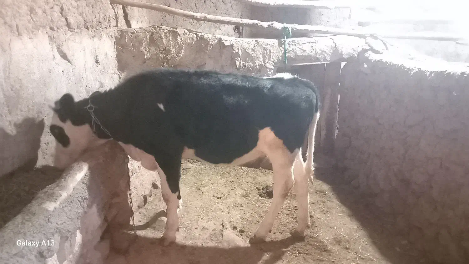 گوساله|حیوانات مزرعه|انگوران, |دیوار