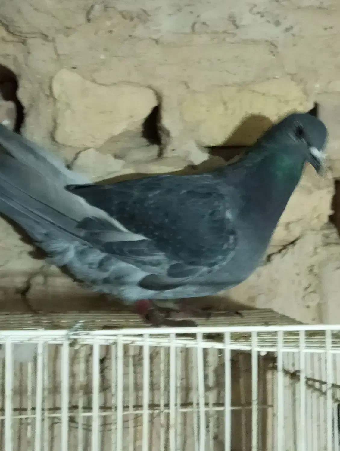 کفتر تکی زاغه و سفید و ساده و سار دم سیا کاکلی|پرنده|بردسکن, |دیوار