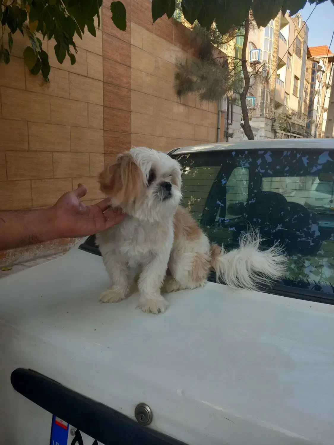 سگ شیتزو فلت اصیل|سگ|مشهد, نوده|دیوار