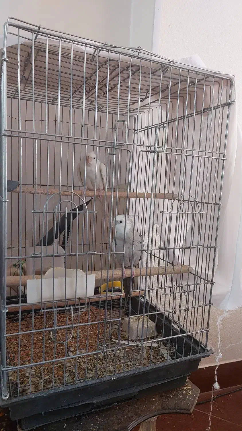 عروس هلندی|پرنده|شاهین‌شهر, شهرک میلاد|دیوار