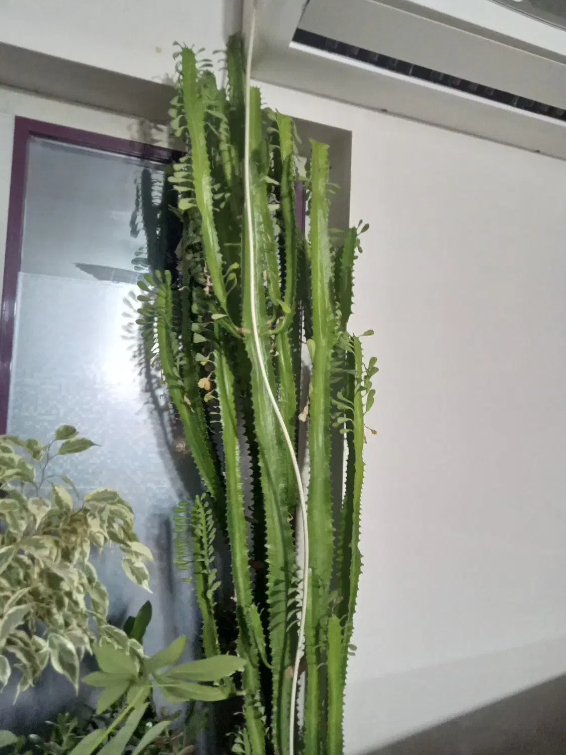 گل اپارتمانی|گل و گیاه طبیعی|خرمدره, |دیوار