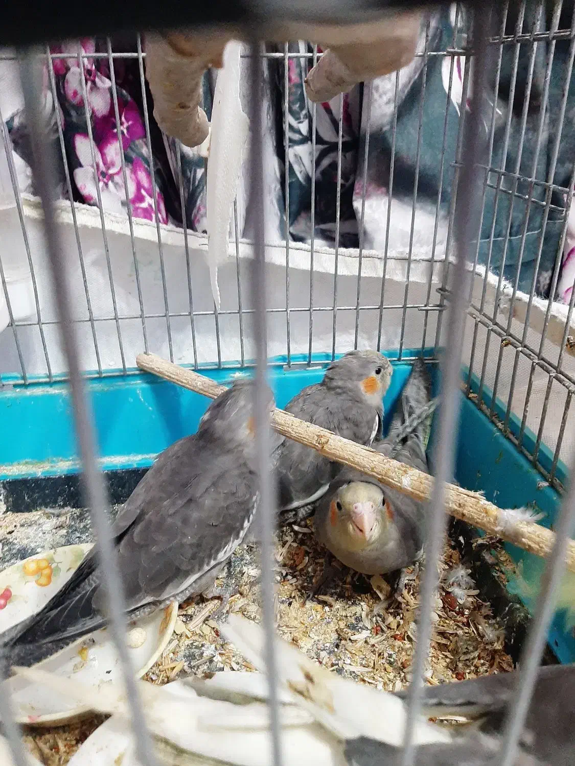 جوجه عروس هلندی|پرنده|اندیمشک, |دیوار