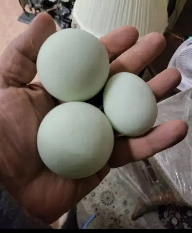 سنگ گوهر شب چراغ وارداتی ۱۶۰ گرمی(مجسمه برنزی)|جواهرات|تهران, اکباتان|دیوار