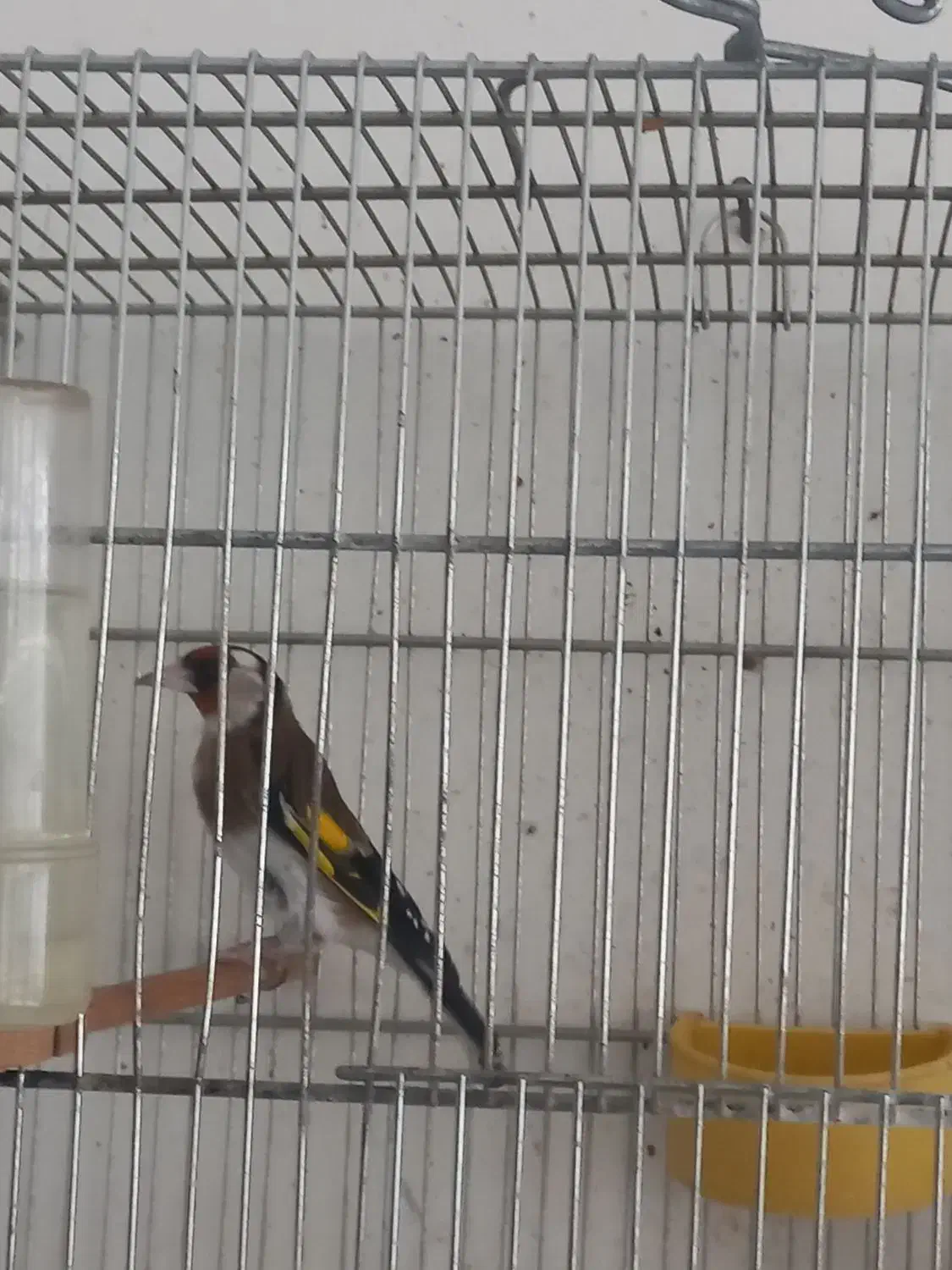 سهره|پرنده|نیشابور, شهرک فرهنگیان|دیوار