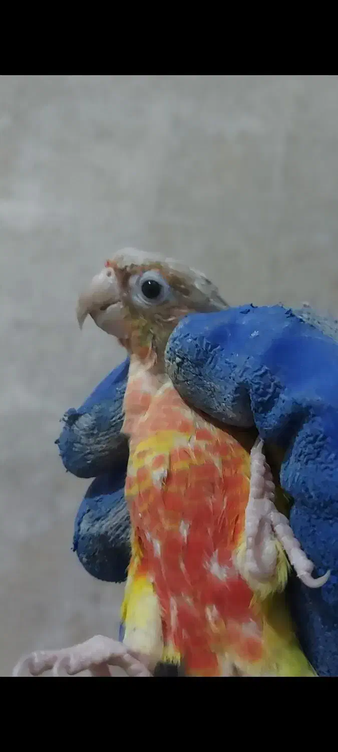 فروش دو عدد گرینچیک و دوعدد عروس|پرنده|بهبهان, |دیوار