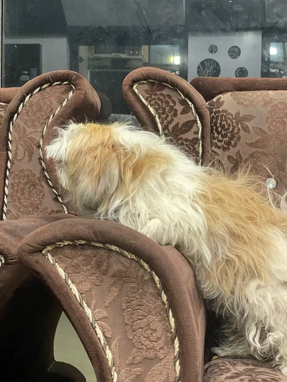 سگ شیتزو|سگ|جیرفت, |دیوار