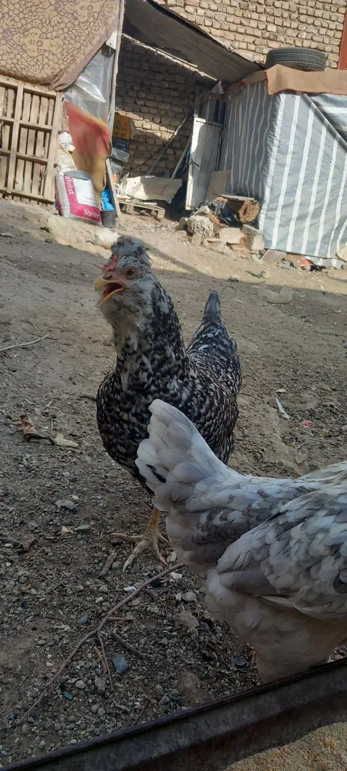 تعدادی مرغ وخروس گلین طوسی کاکلی پنگوئنی|حیوانات مزرعه|چهارباغ, |دیوار