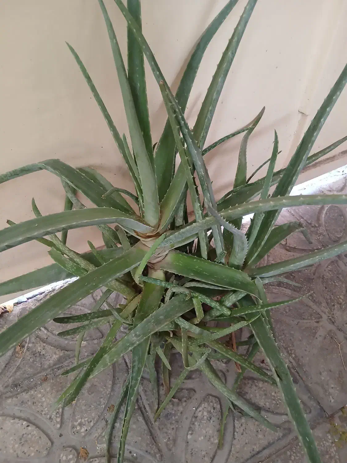 کاکتوس آگاو  و آلوورا|گل و گیاه طبیعی|شیراز, تحویلی|دیوار