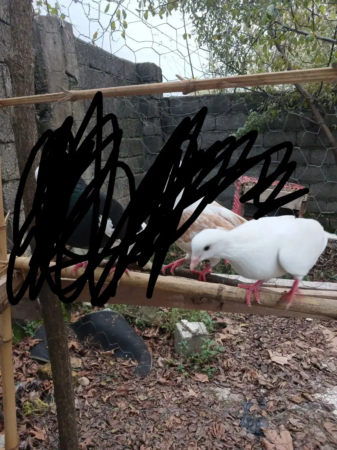 یک عدد کبوتر ماده|پرنده|آستانه اشرفیه, |دیوار