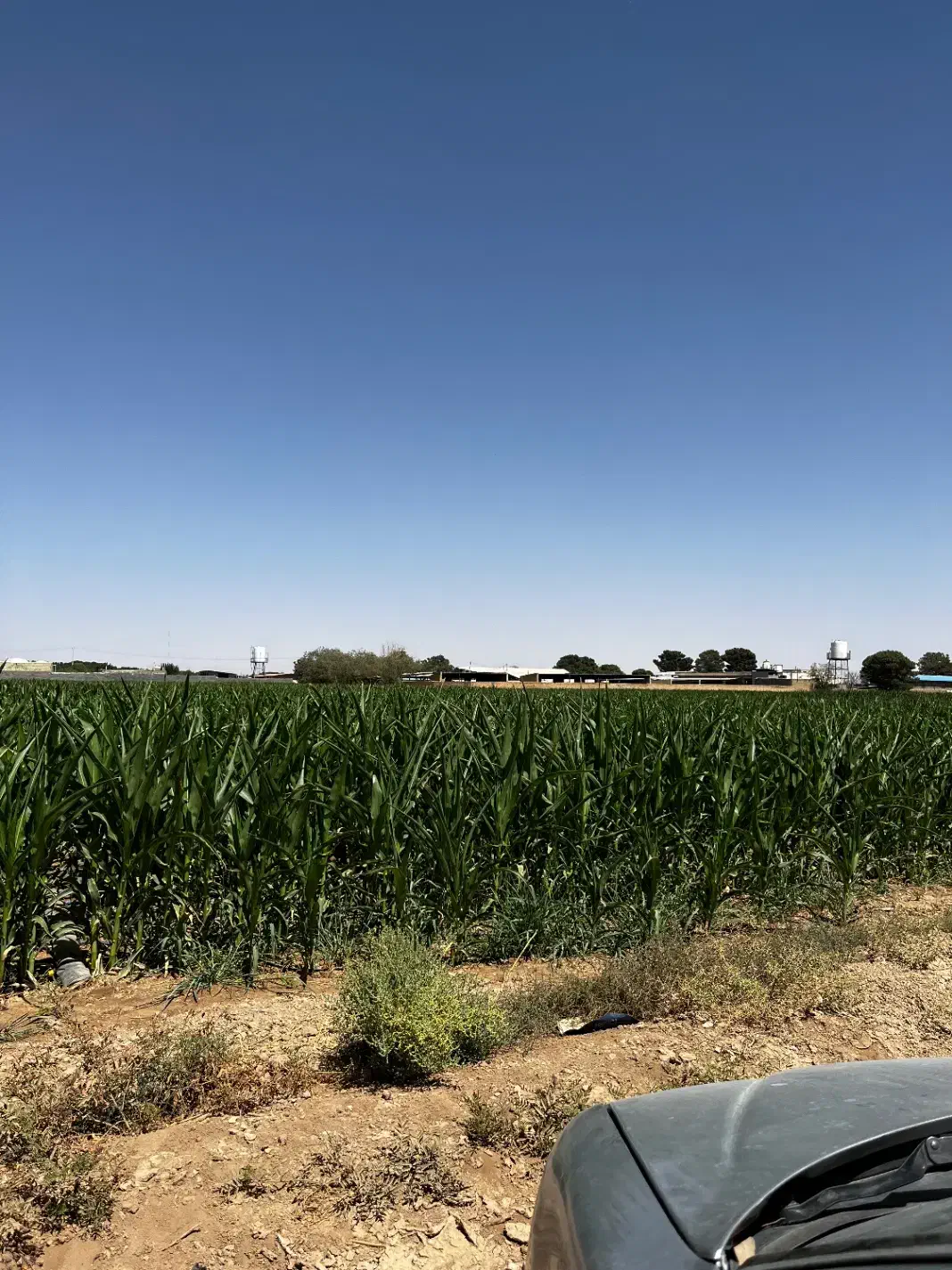 زمین کشاورزی|فروش زمین و ملک کلنگی|حبیب آباد, |دیوار