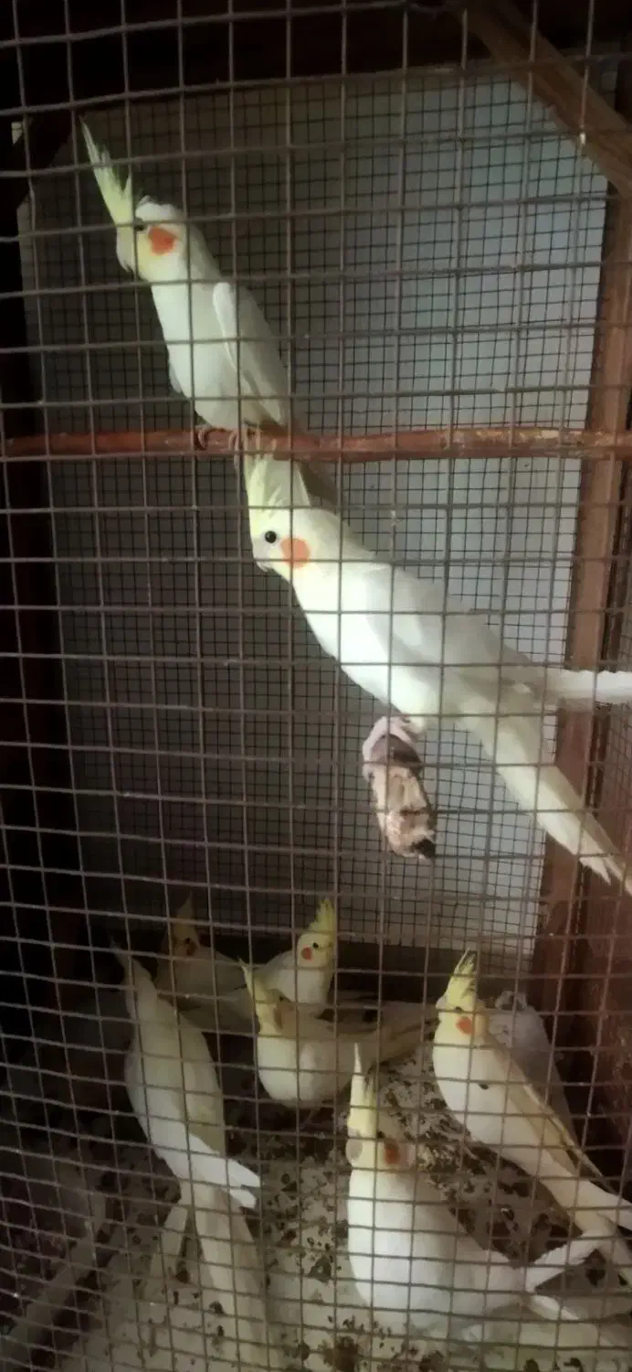 عروس هلندی|پرنده|بندرعباس, |دیوار