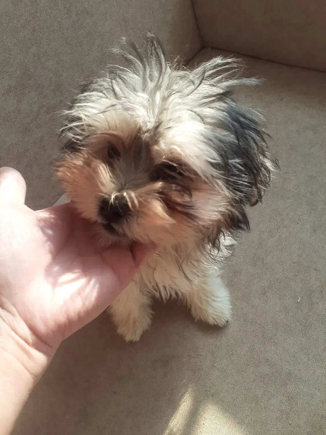 واگذاری طوله سگ شیتزو|سگ|گرگان, |دیوار