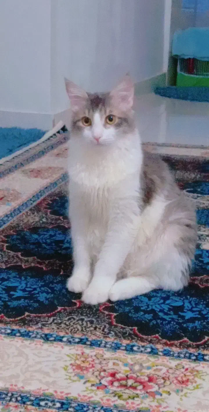 اسمش اقای لئو هست قشنگ اسمشو میدونه|گربه|رشت, شهرک شهید مفتح|دیوار