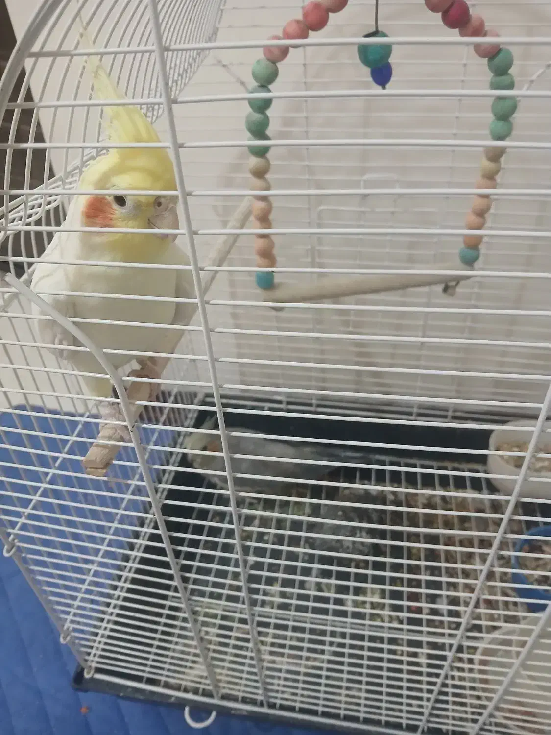 عروس هلندی|پرنده|تهران, جوادیه تهرانپارس|دیوار