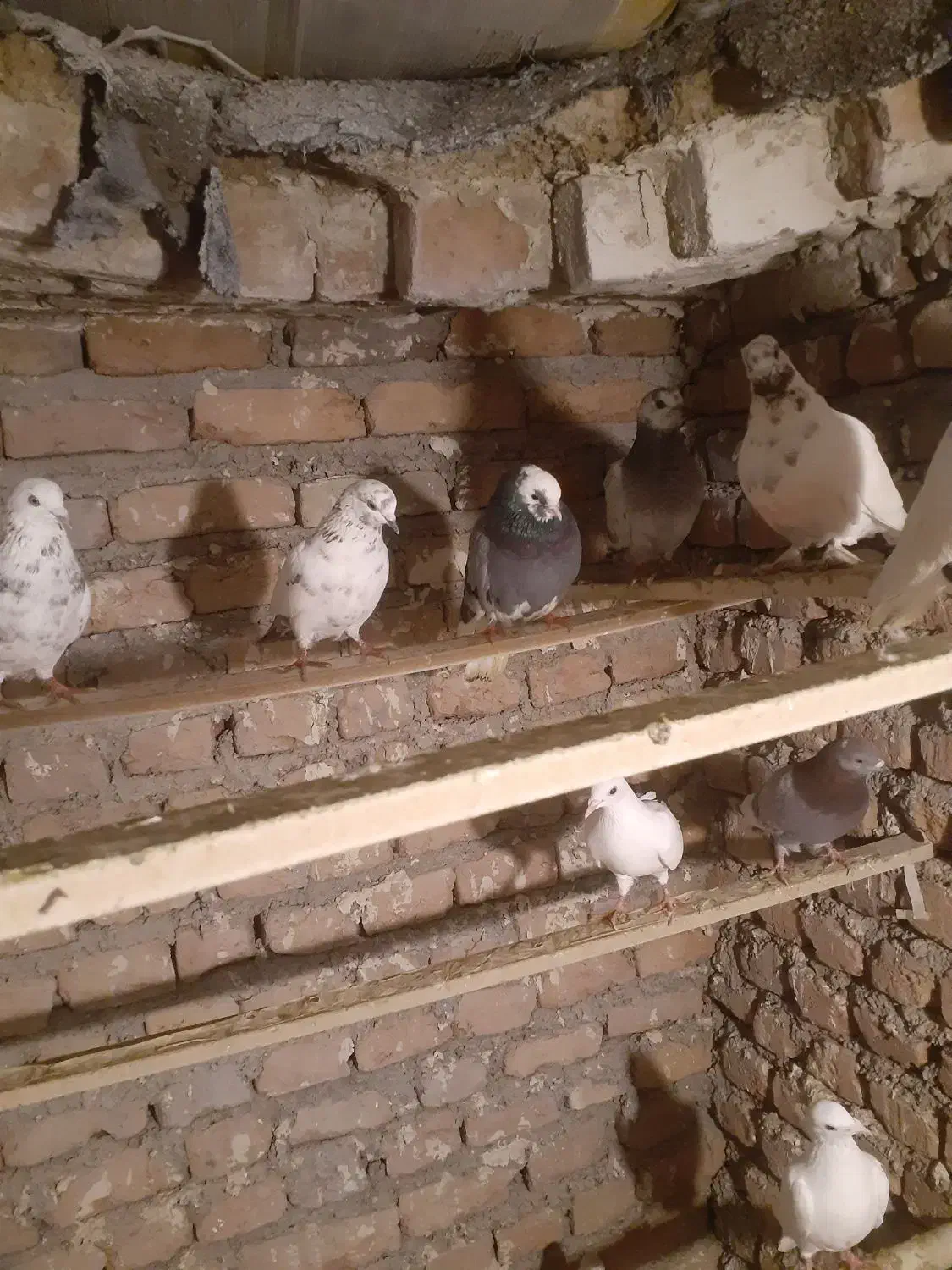 پرشی|پرنده|سلماس, |دیوار