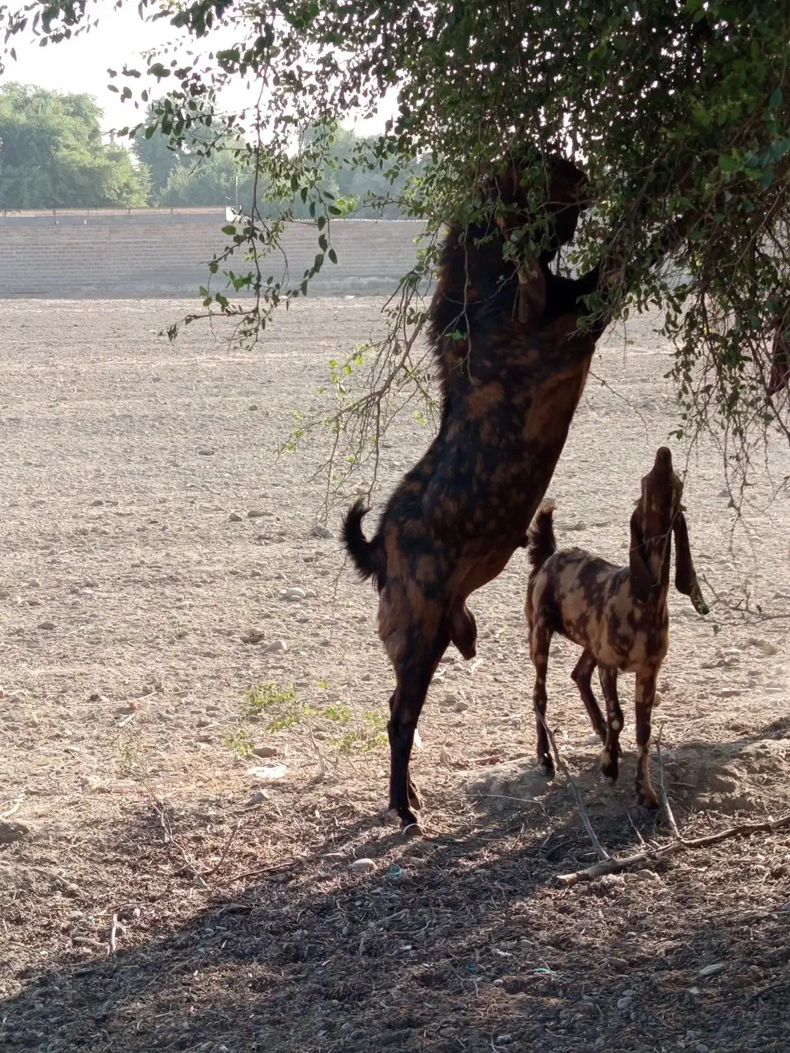 بز افغانی گمشده|حیوانات|اندیمشک, |دیوار