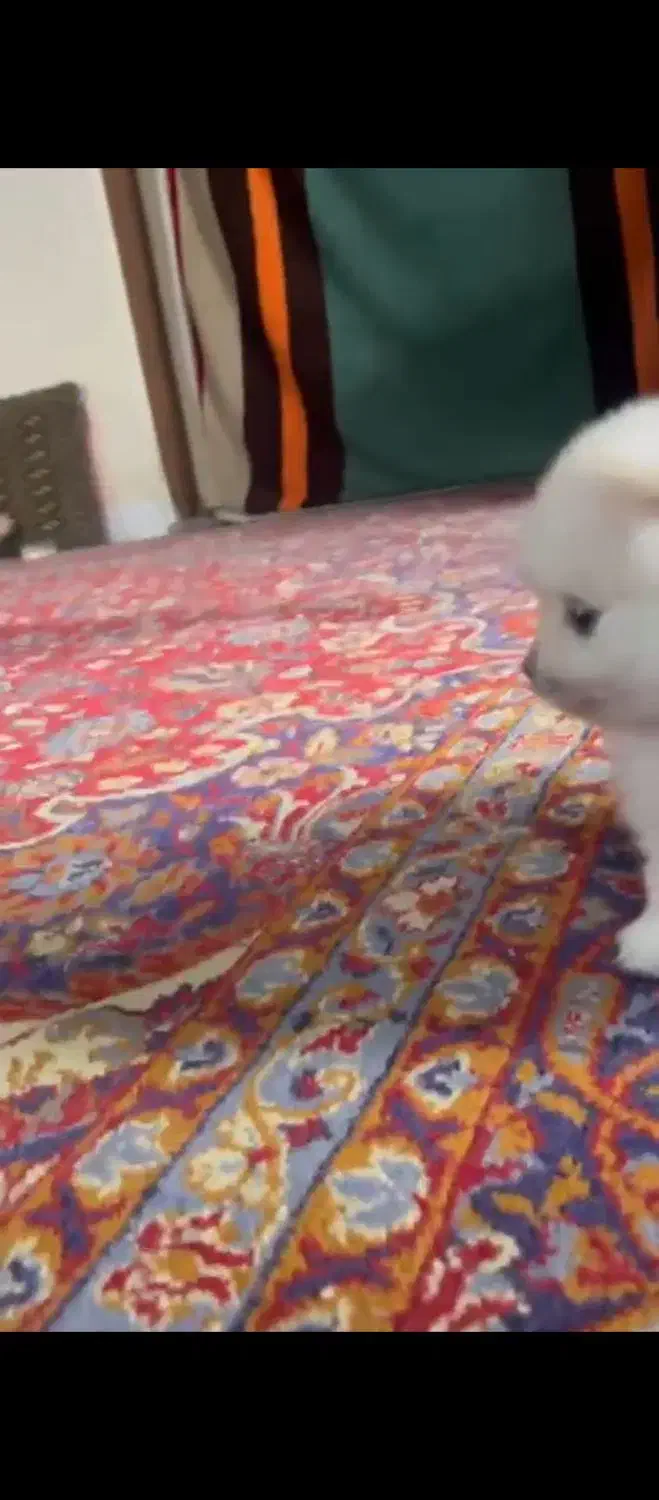 توله پامرانین|سگ|بابلسر, |دیوار