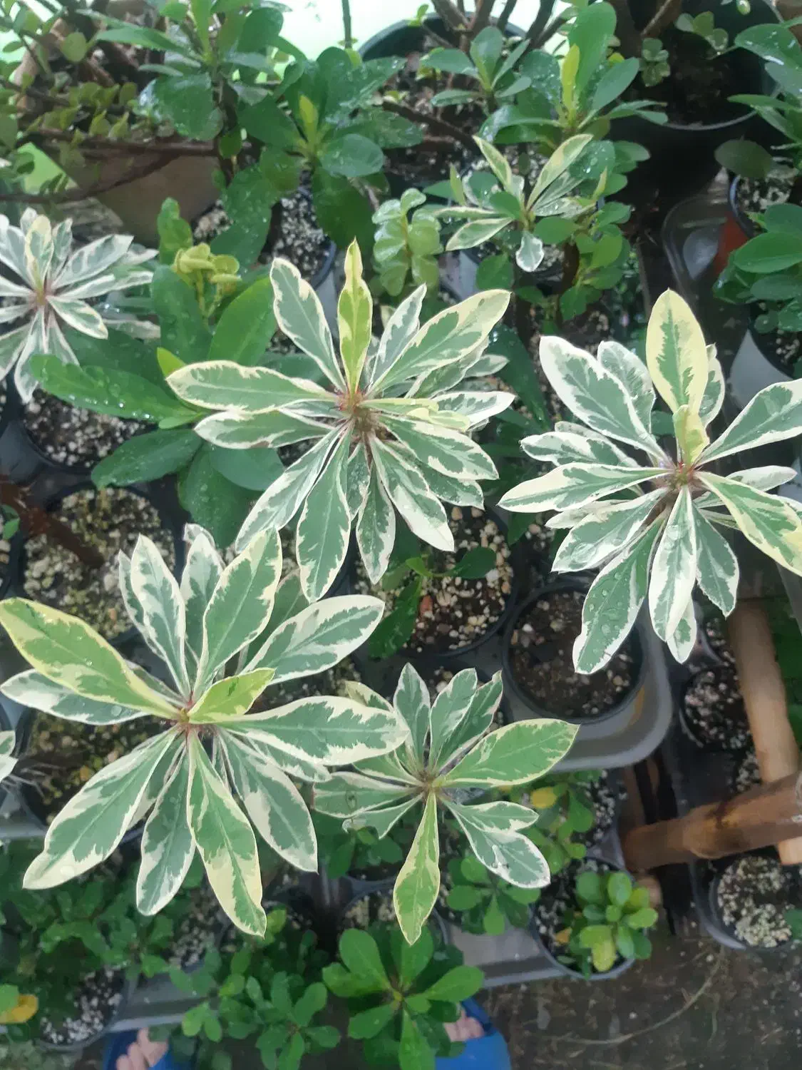 گل مرجان ابلق|گل و گیاه طبیعی|رشت, پیرسرا|دیوار