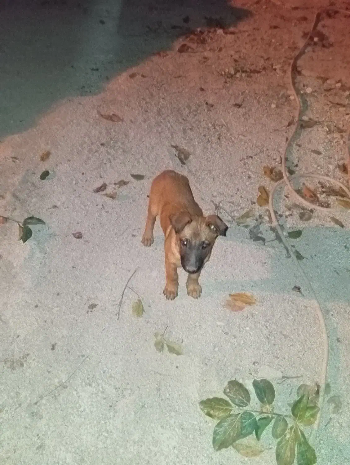 فروش توله سگ مالینیوز ماده|سگ|یاسوج, |دیوار