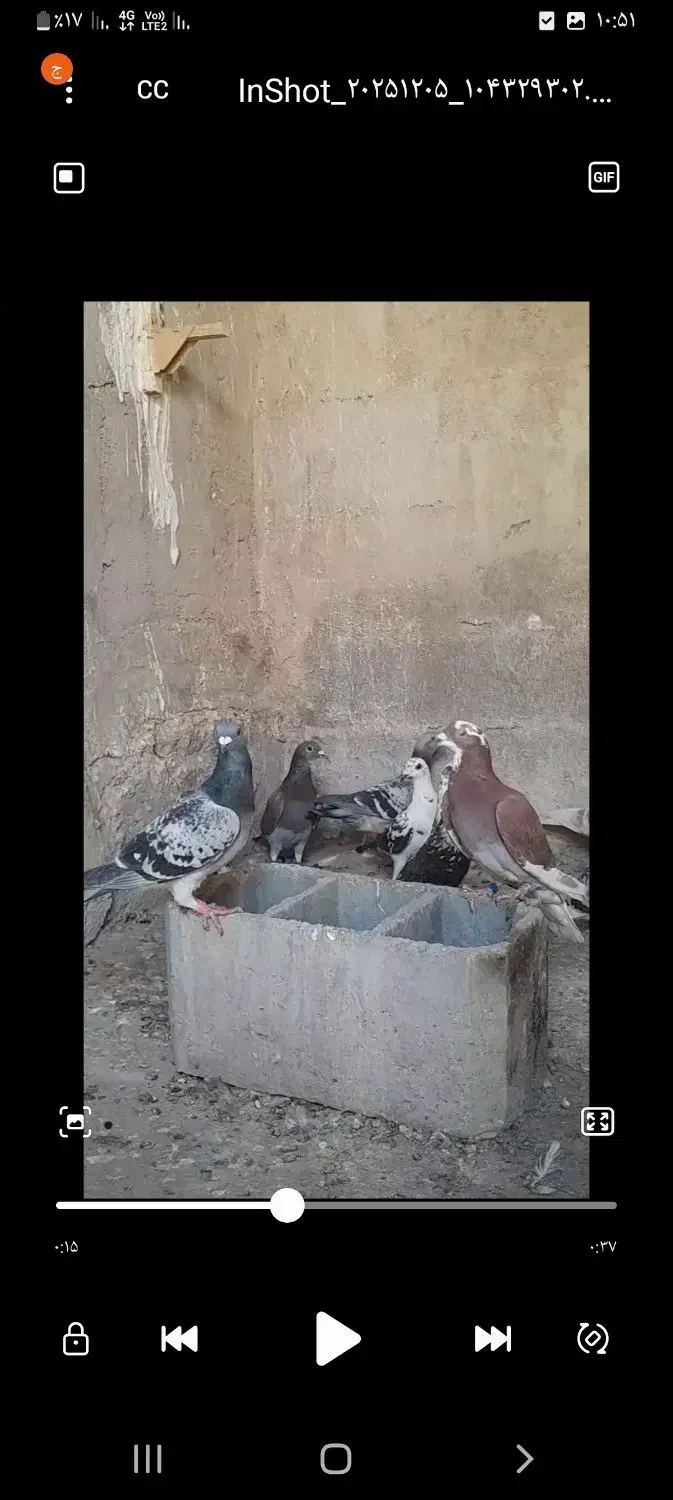 کفترپلاکی|پرنده|شیراز, بازار|دیوار